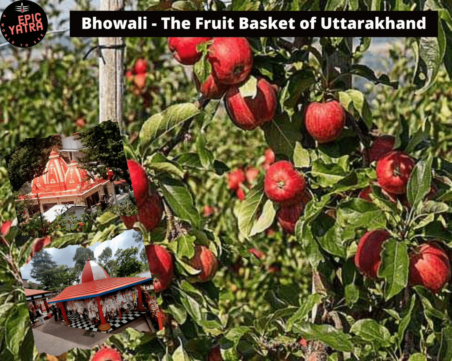Bhowali The fruit basket